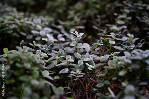 Obraz na płótnie Green leaves of Lingon berry in frost, Lingon berry bushes in forest, close up w salonie