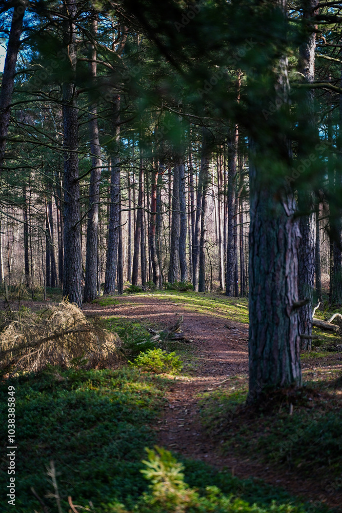 Fototapeta premium Path through gloomy forest with black trees. Selective focuse