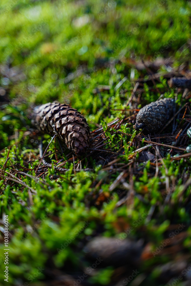 Close-up of a pine cone resting on a moss on forest floor Close-up of a pine cone resting on a moss on forest floor