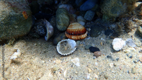 Rough cockle or tuberculate cockle, Moroccan cockle (Acanthocardia tuberculata) shell undersea, Aegean Sea, Greece, Halkidikii, Pirgos beach photo