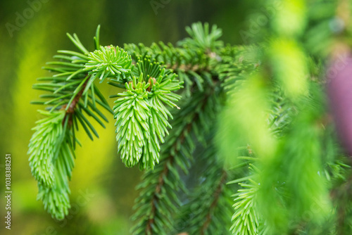 Fresh and edible Spruce tips in a springtime forest in Estonia, Northern Europe