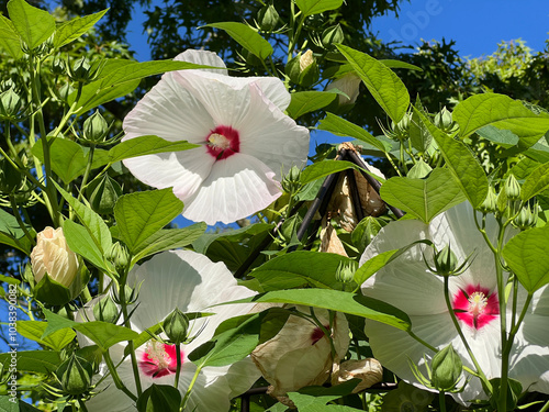 Swamp mallow, Hibiscus, moscheutos