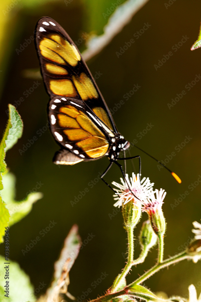 Fototapeta premium Borboleta Monarca pousada em flor branca.