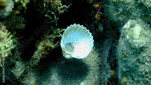 Rough cockle or tuberculate cockle, Moroccan cockle (Acanthocardia tuberculata) shell undersea, Aegean Sea, Greece, Halkidikii, Pirgos beach