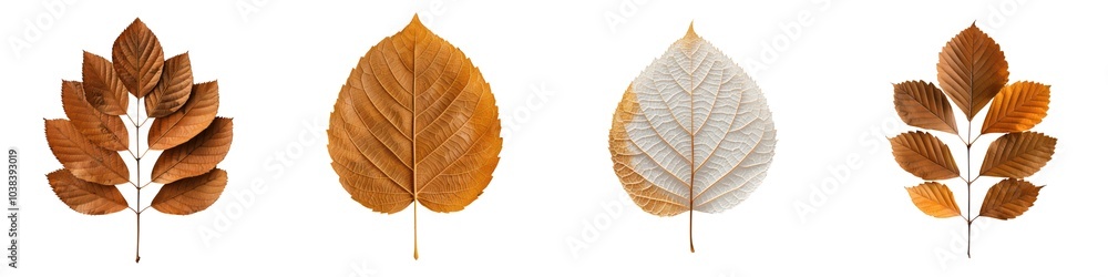 Obraz premium Collection of colorful autumn leaves on a white isolate background.
