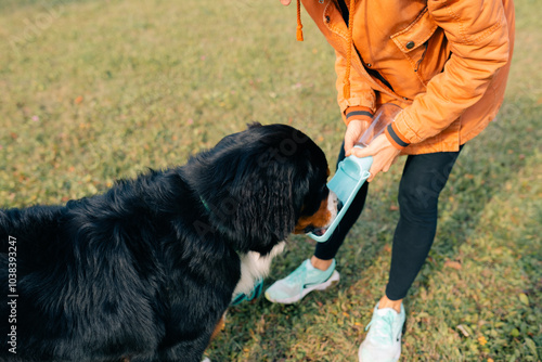 Принти на полотні Bernese Mountain Dog drinks water from a portable collapsible blue bowl