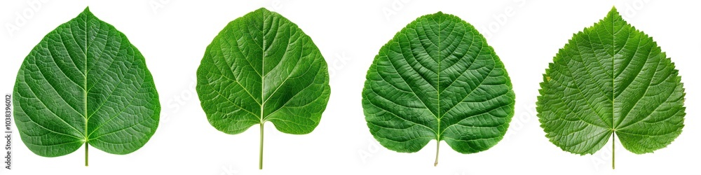 Obraz premium Four green leaves on a white isolated background, showcasing diverse textures and shapes.
