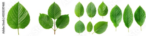 Various green leaves arranged on a white background.