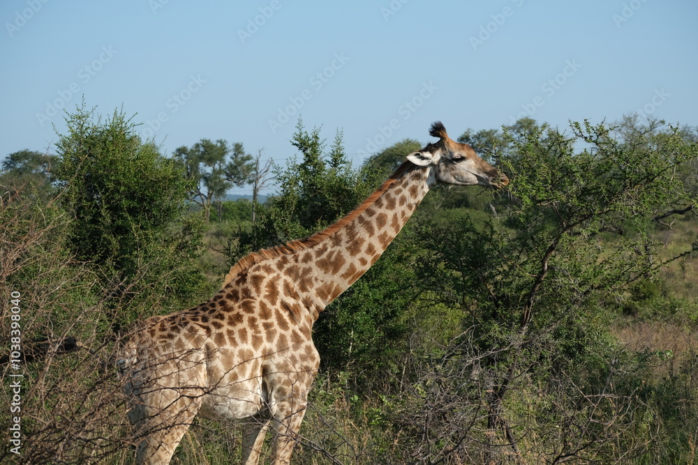 Fototapeta premium Giraffe eating from an acacia tree