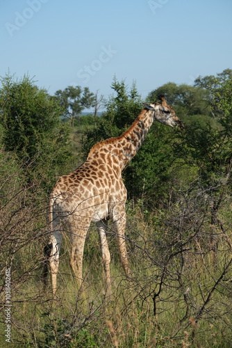 Giraffe eating from an acacia tree, vertical