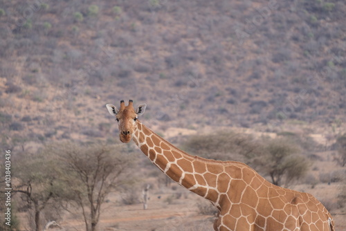 Giraffe looking right at the camera while chewing photo