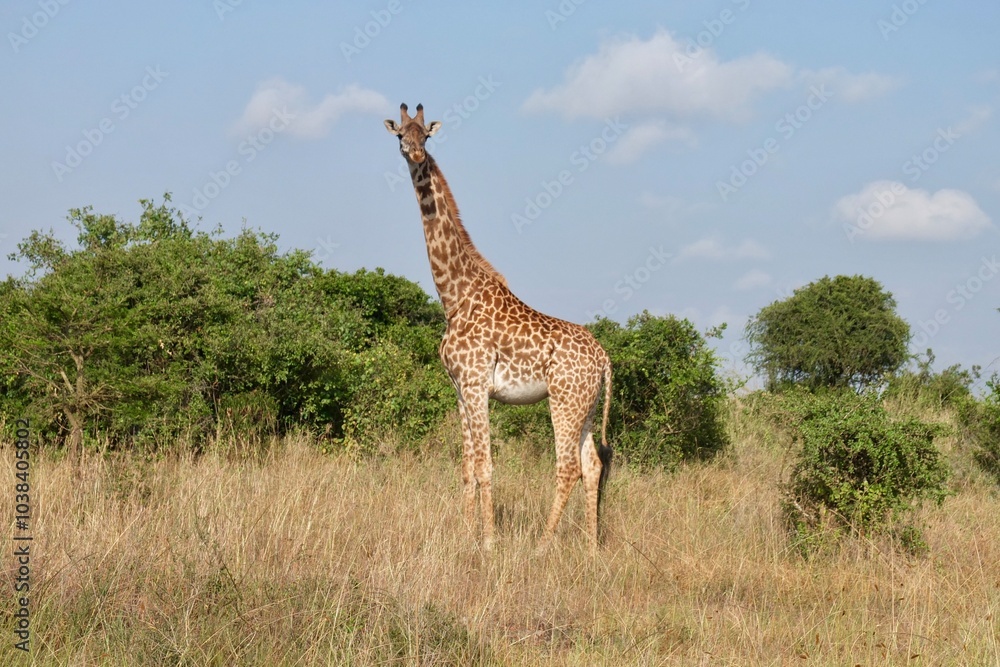 Giraffe looking at the camera standing in bushes with blue sky Giraffe looking at the camera standing in bushes with blue sky