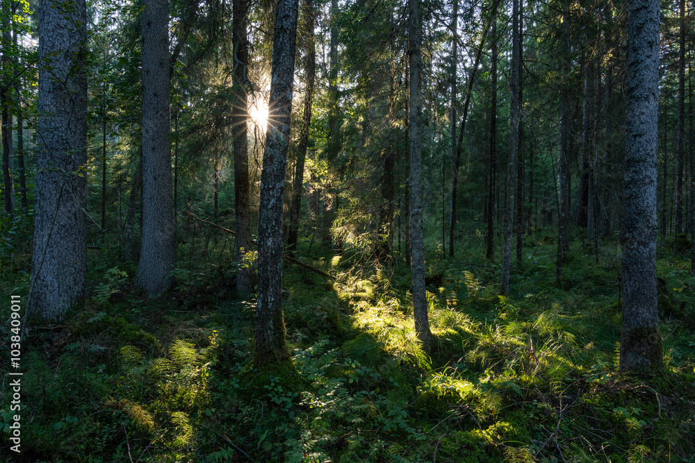 Last sunlight peeping through a wet coniferous forest on a late summer evening in Estonia, Northern Europe Last sunlight peeping through a wet coniferous forest on a late summer evening in Estonia, Northern Europe