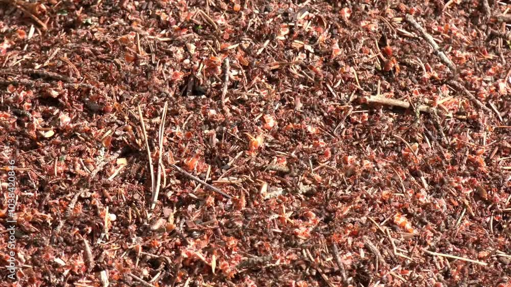 A colony of forest ants is located in an anthill. Ants close-up, background of a colony of red forest ants. An anthill in a forest scene. Anthill. Flora and fauna. Important insects
A colony of forest ants is located in an anthill. Ants close-up, background of a colony of red forest ants. An anthill in a forest scene. Anthill. Flora and fauna. Important insects