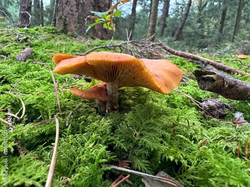 orange cap mushroom photo