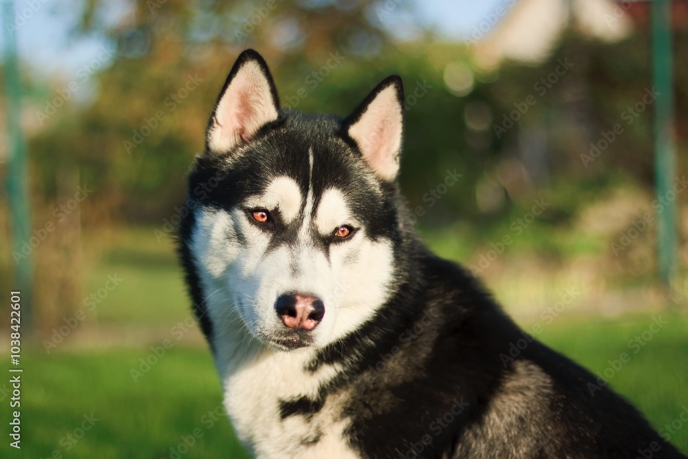 Portrait of a Siberian Husky dog in the light of the setting sun Portrait of a Siberian Husky dog in the light of the setting sun