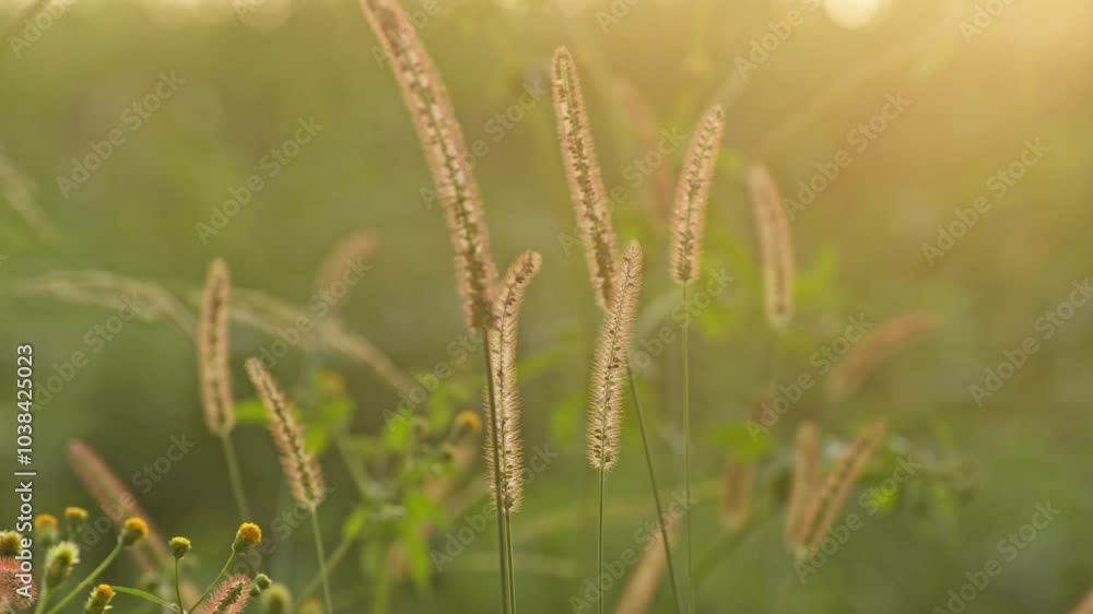 Epic beautiful sunrise in the wheat field Epic beautiful sunrise in the wheat field