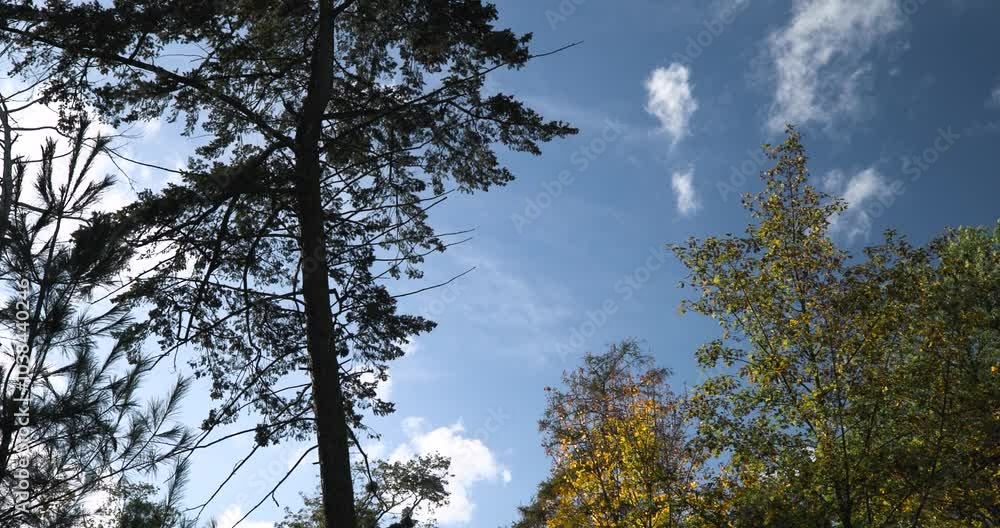 Tall conifer tree against the blue sky. A beautiful sunny day in the park. Autumn in the park. Smooth camera movement. Slow motion Tall conifer tree against the blue sky. A beautiful sunny day in the park. Autumn in the park. Smooth camera movement. Slow motion