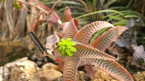 Unique succulent plant new bloom outdoors garden. Botanical Growth. photo