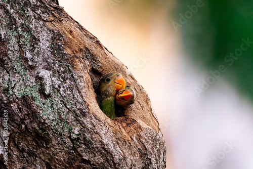 Rose breasted parakeet fledglings