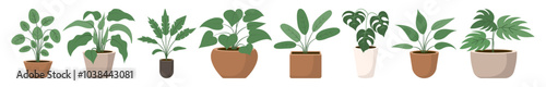 A set of indoor ficus plants with large leaves in ceramic pots. Flat style. Vector illustration.