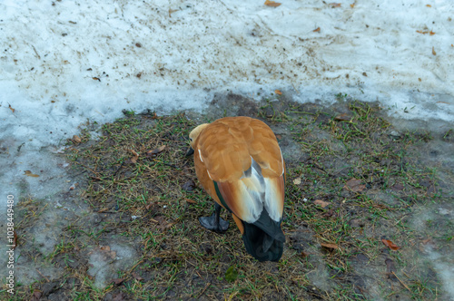 The duck is looking for food on the thawed grass in winter during the warming period. A waterfowl with a flat beak on the ice. Birds in winter in search of food. A bird on the grass in winter. photo