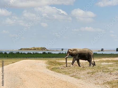Wallpaper Mural Wildlife African Elephants in Africa  Torontodigital.ca
