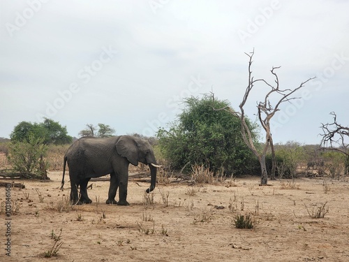 Wildlife African Elephants in Africa 