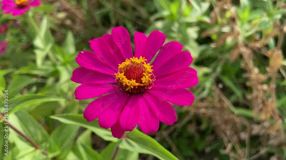 Flower Zinnia Elegans or Zinnia Violacea Flower. swaying in the wind in the summer Flower Zinnia Elegans or Zinnia Violacea Flower. swaying in the wind in the summer