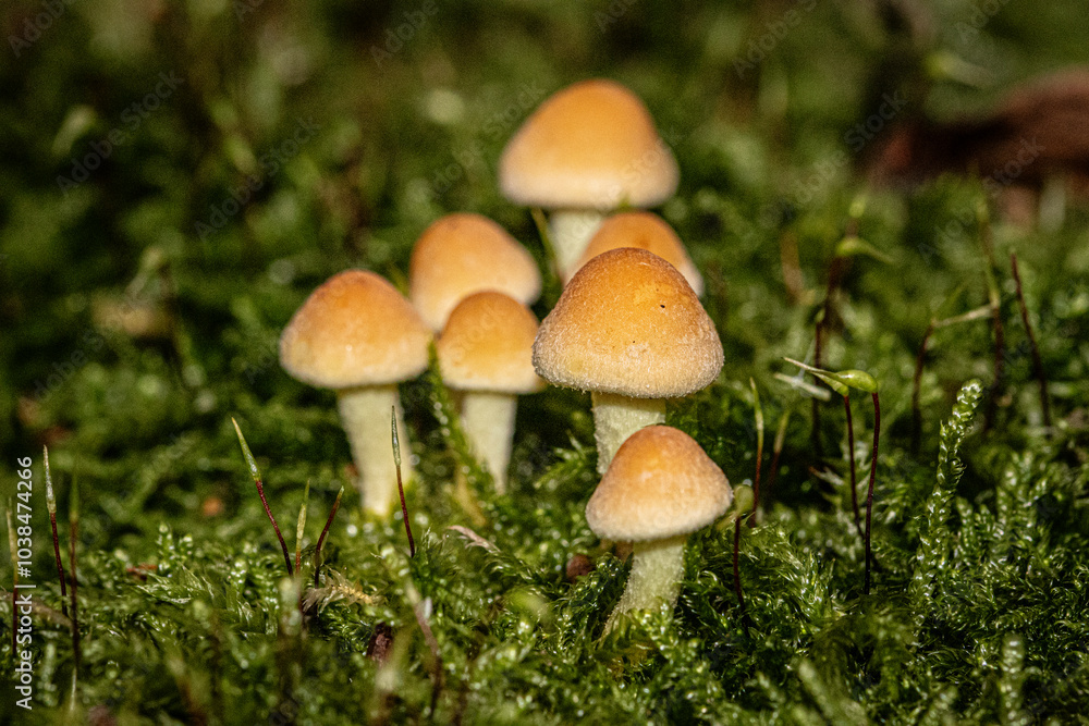 mushroom in the forest mushroom in the forest