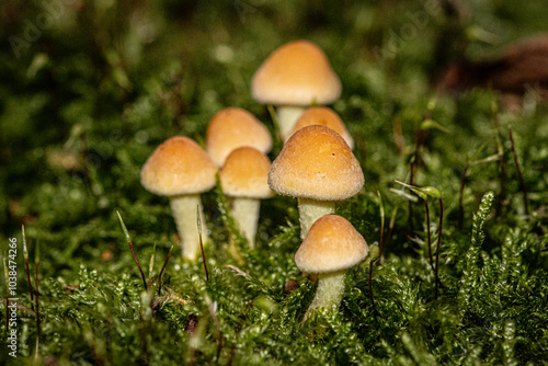 mushroom in the forest