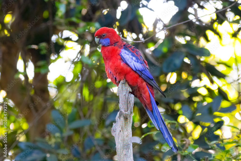 Obraz premium Crimson rosella bird, Platycercus elegans, Australian native parrot, red blue feathers plumage