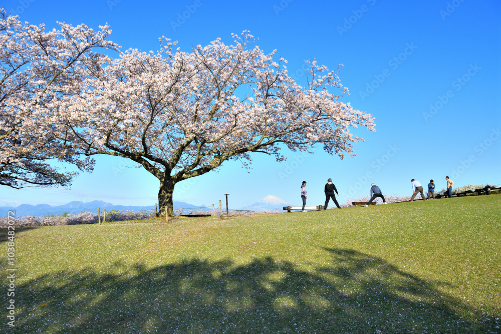 桜咲く早朝の吾妻山山頂で体操する人達 桜咲く早朝の吾妻山山頂で体操する人達