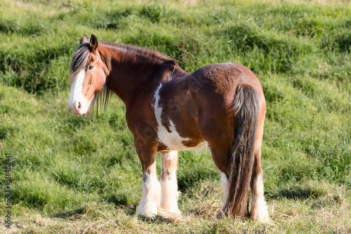 Clydesdale horse in green grassy field, sunny morning