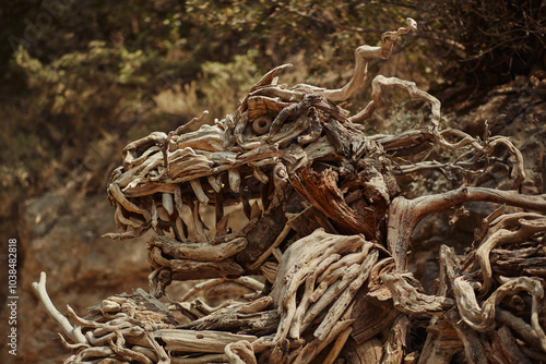 A stunning dragon sculpture made of twisted driftwood in Goynuk Canyon, Turkey, seamlessly blending into the natural surroundings. Ideal for promoting eco-art, nature-based sculptures, and outdoor art