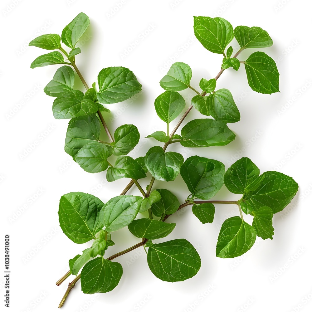 A bunch of green leaves with a white background A bunch of green leaves with a white background