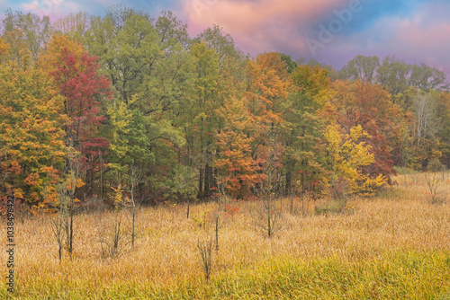 Autumn landscape at dawn of forest and marsh, Lake Doster, Michigan, USA photo