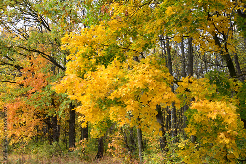 autumn forest with orange and yellow trees background