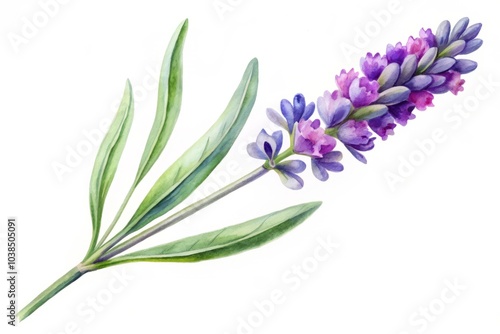 Delicate watercolor lavender flower illustration, perfect for home decor and prints. Ideal for stationery design, adding a touch of nature’s beauty to any space.