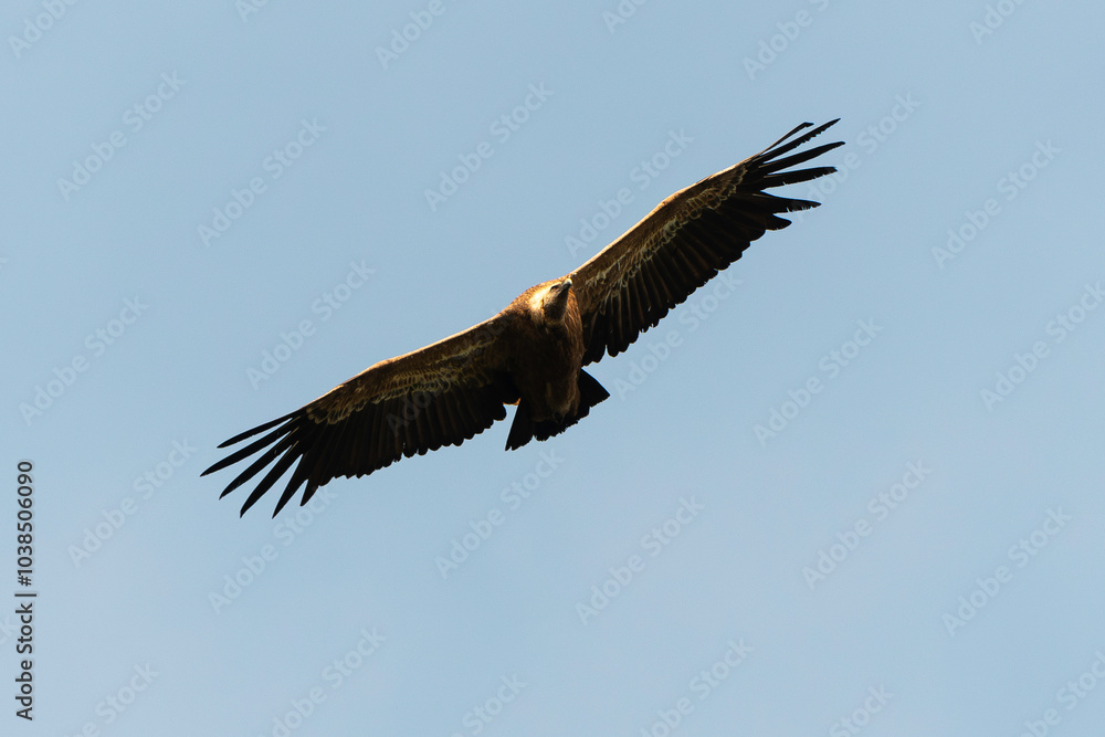 Vautour fauve, Vautour fauve,