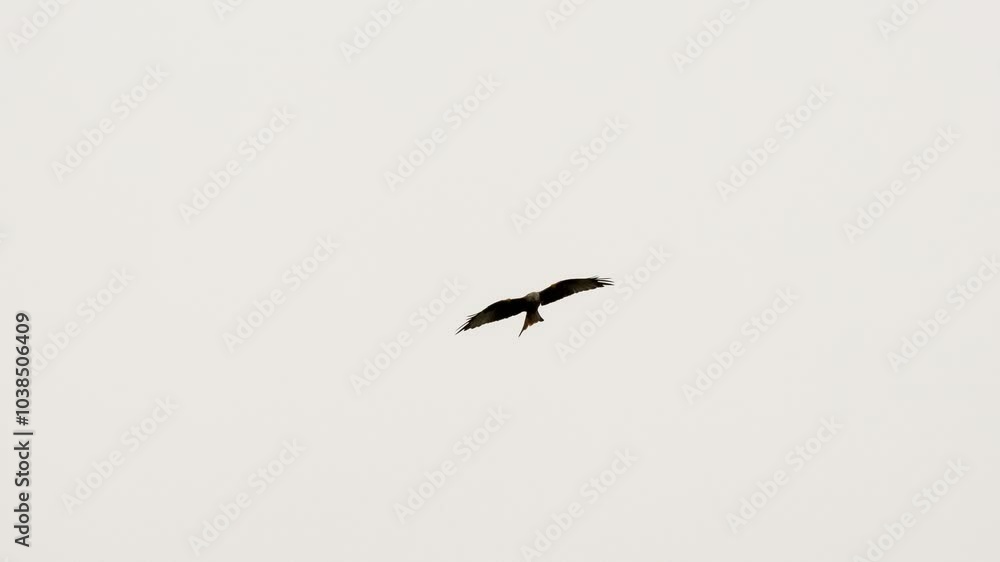 close-up of a wild red kite (Milvus milvus) in flight close-up of a wild red kite (Milvus milvus) in flight