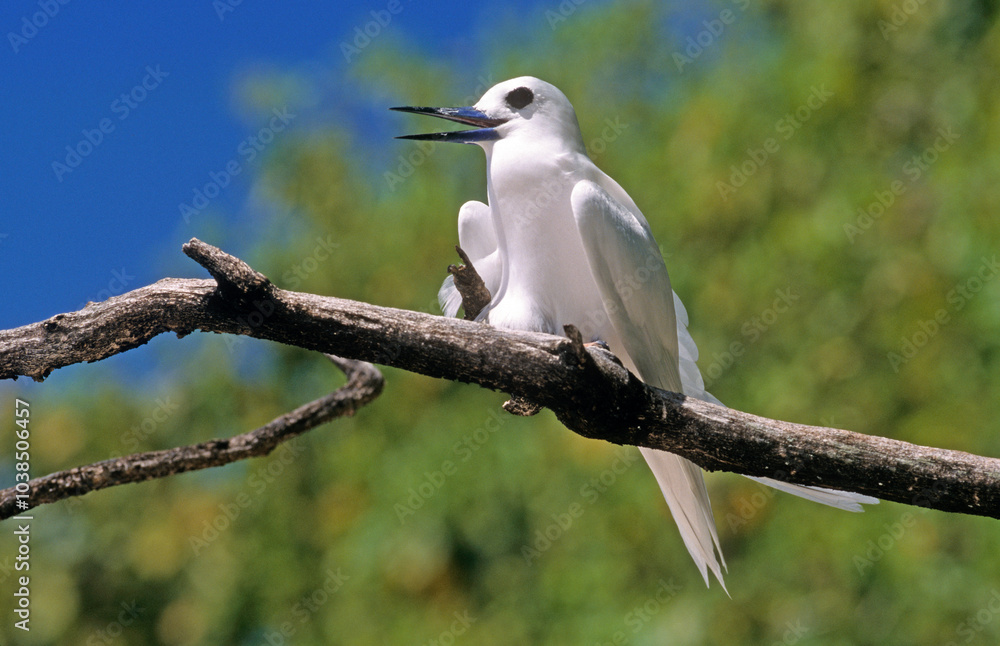 Gygis blanche, nid, oeuf,.Gygis alba, White Tern, Seychelles Gygis blanche, nid, oeuf,.Gygis alba, White Tern, Seychelles