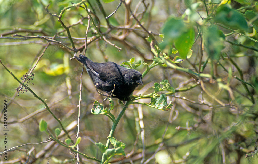 Pinson de Darwin des cactus, Géospize des cactus,.Geospiza scandens, Common Cactus Finch, Galapagos Pinson de Darwin des cactus, Géospize des cactus,.Geospiza scandens, Common Cactus Finch, Galapagos
