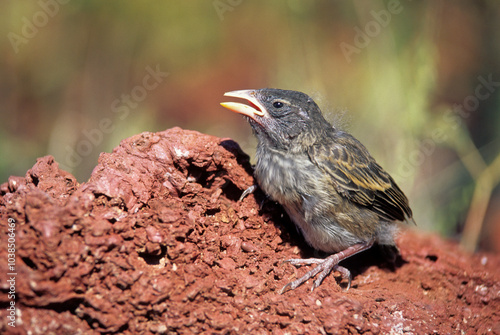 Pinson de Darwin des cactus, Géospize des cactus, jeune,.Geospiza scandens, Common Cactus Finch, Galapagos photo