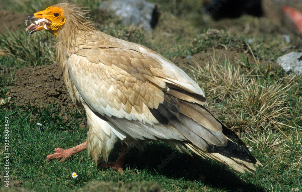 Fototapeta premium Vautour percnoptère , Percnoptère d'Égypte,.Neophron percnopterus, Egyptian Vulture
