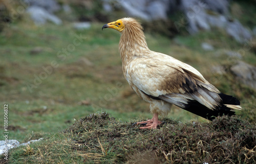 Vautour percnoptère , Percnoptère d'Égypte,.Neophron percnopterus, Egyptian Vulture