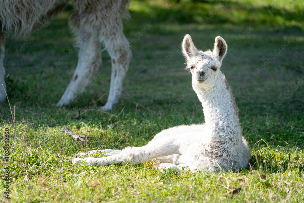 Hermosa llama bebe con pelaje color blanco tendida en el suelo