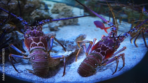 big spiny lobster  have two large antennae