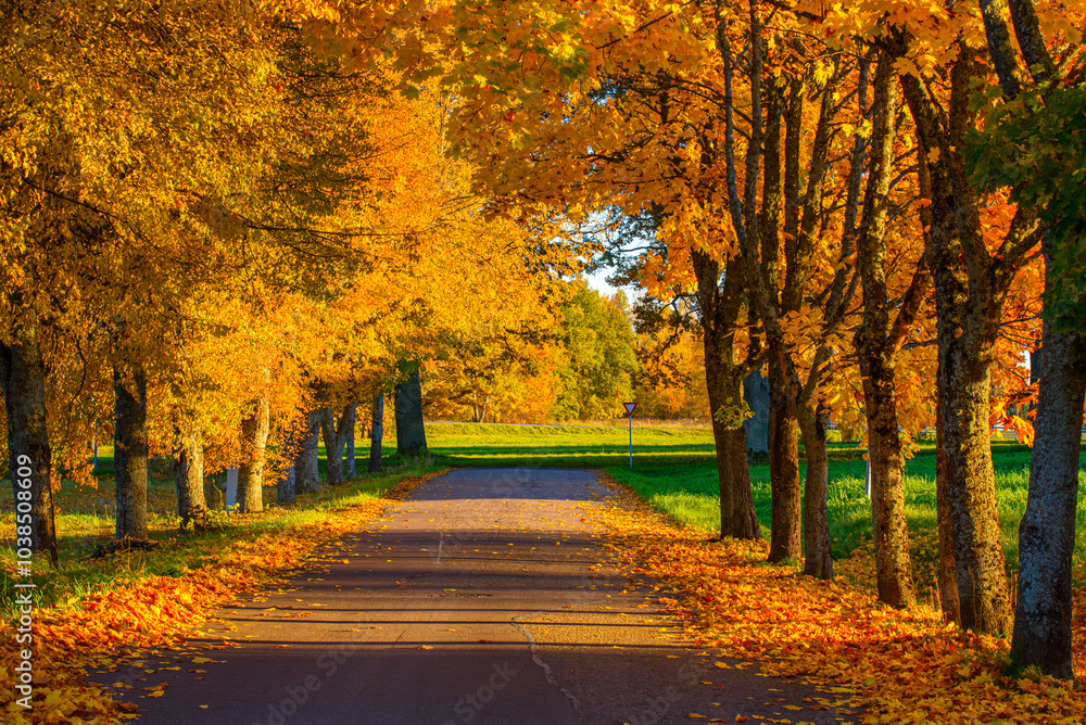Naklejka premium the autumn road is covered with yellow maple leaves, where a green meadow can be seen along the edges