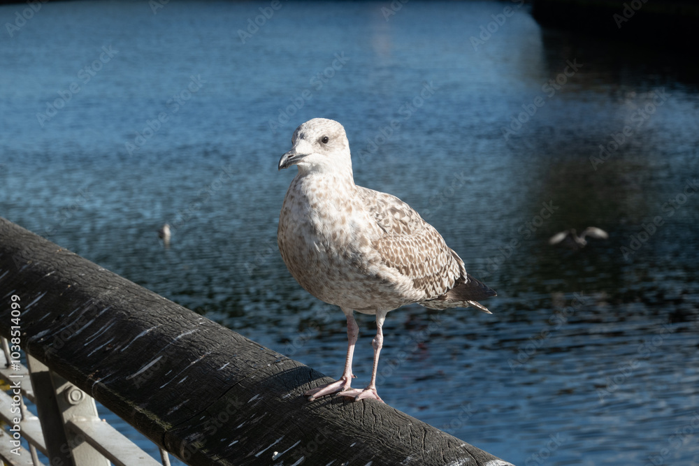 young herring gull young herring gull